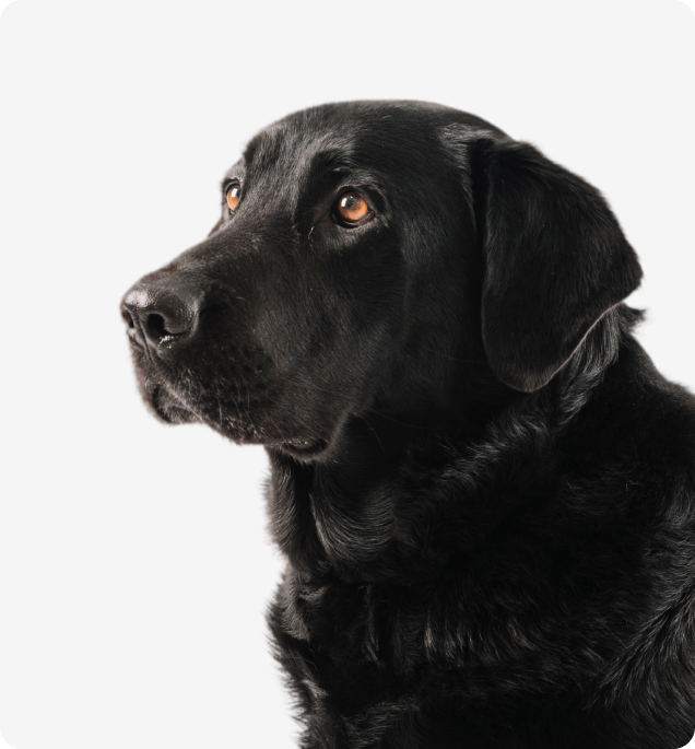 Собака после груминга